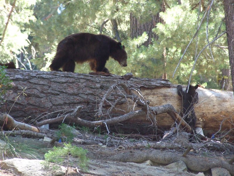 A mama bear encouraging her baby up on a log in Sequoia National Park