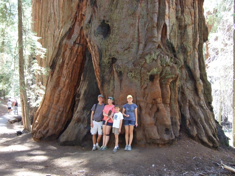 One of the amazing sequoias - this wasn't even one of the big ones that got a name!!